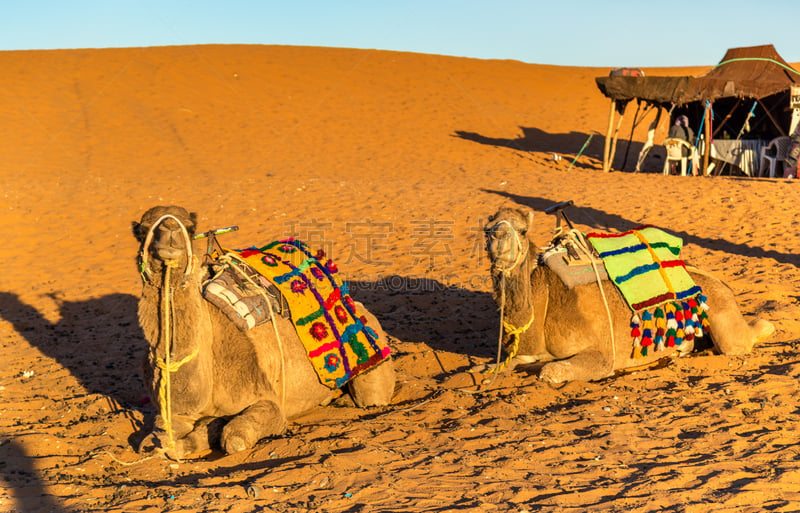 erg chebbi dunes,莫鲁加,单峰骆驼,撒哈拉沙漠,摩洛哥,great eastern erg,great western erg,比沙丘沙漠,骆驼,骆驼科