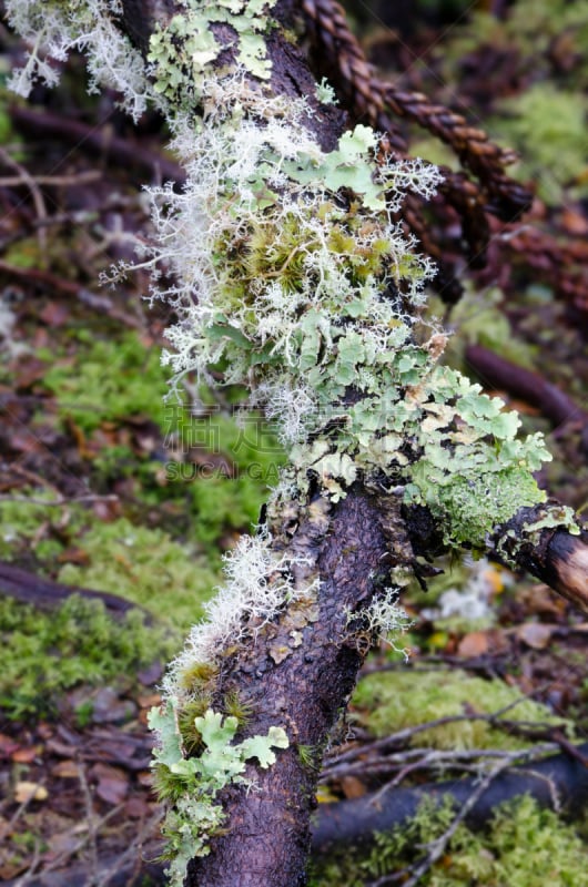 苔藓,枝,可瑞德山,澳大利亚,地衣,垂直画幅,选择对焦,枝繁叶茂,无人