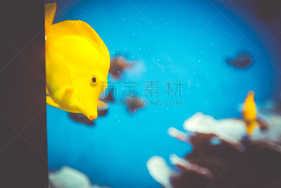 鱼类,黄色,水,水平画幅,无人,足球运动,礁石,水族馆,2015年