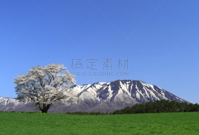 岩手县,樱之花,旅途,雪,自然美,吉野樱花,春天,樱桃树,植物,户外