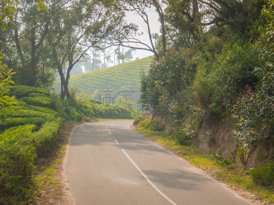 茶树,印度,慕那尔,喀拉拉邦,公路赛跑,水平画幅,山,阿萨姆,户外,大吉岭