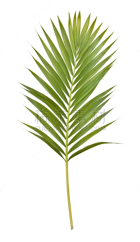 棕榈叶 背景分离 分离着色 白色 复叶 棕榈树 热带气候 叶子 热带树 叶脉图片素材下载 稿定素材 棕榈叶 背景分离 分离着色 白色 复叶 棕榈树 热带气候 叶子 热带树 叶脉图片素材下载 稿定素材
