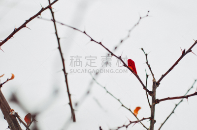 冬天,灌木,重的,水平画幅,雪,彩色背景,小檗科,枝,雪花