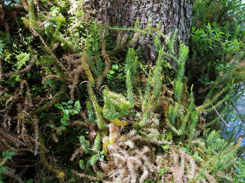 伸筋草,石松科,花序,水平画幅,无人,健康保健,户外,背景分离,草药,草本