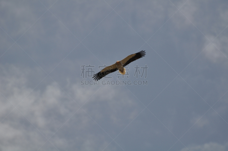 egyptian vulture,自然,天空,公园,野生动物,加里肋亚,水平画幅,蓝色,鸟类,秃鹰