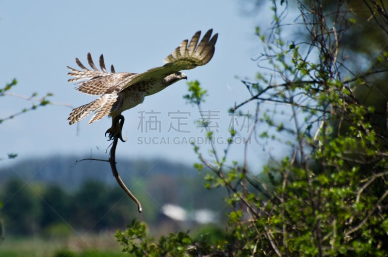 红尾鹰,蛇,幼小动物,红尾蟒蛇,自然,褐色,野生动物,食肉鸟,水平画幅,无人