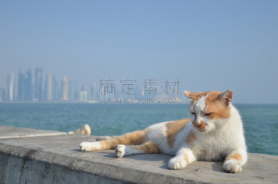 多哈,猫,海洋,疲劳的,水,天空,美,风,水平画幅,沙子