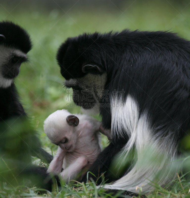 家庭,black and white colobus,bay colobus monkey,垂直画幅,非洲,幼小动物,黑色,白色,叶猴,动物家庭