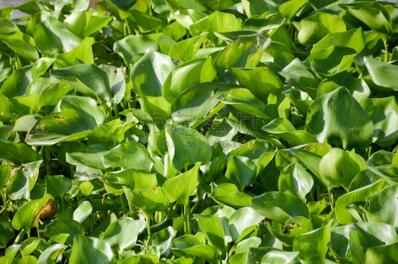 凤眼莲,植物,风信子,自然,水平画幅,绿色,无人,清新,叶子,特写