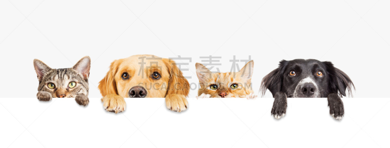 猫,狗,在上面,水平画幅,在之后,爪子,动物身体部位,人的眼睛,白色