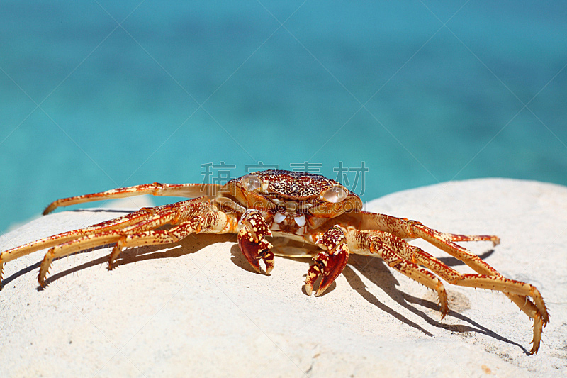 螃蟹,海滩,维拉德罗海滩,瓦拉德罗,水,水平画幅,无人,大西洋,夏天,特写