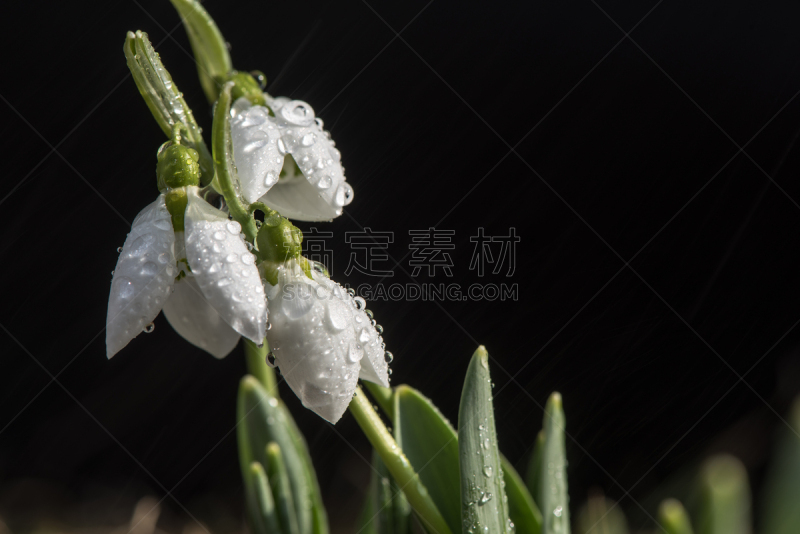 雪花莲,雨,水,新的,水平画幅,无人,符号,特写,仅一朵花,白色