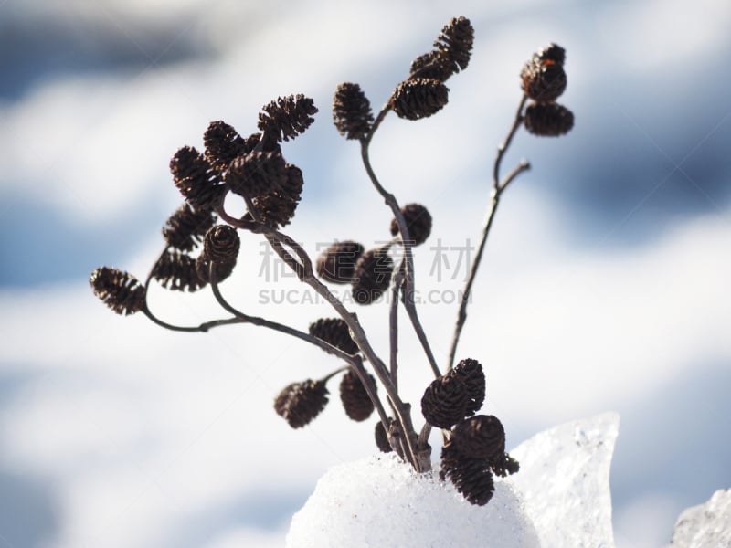 桤树,雪,嫩枝,花束,美,新的,温度,水平画幅,户外,稻草