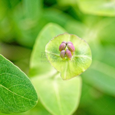 忍冬,花蕾,垂直画幅,芳香的,无人,夏天,户外,箭木,顺势医学,白色
