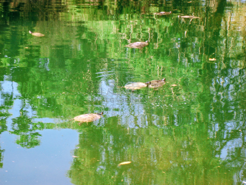 海龟,池塘,博鲁格泽花园,自然,公园,褐色,水平画幅,绿色,可爱的,无人