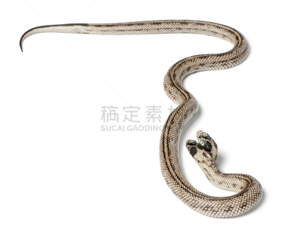 白色背景,蛇王,普通王蛇,双头的,野生动物,水平画幅,无人,蛇,加利福尼亚蛇王,背景分离