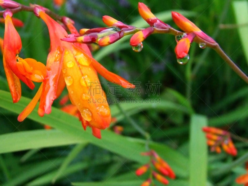 西约克夏,crocosmia,花蕾,花瓣,雨滴,华丽的,香鸢尾属,纯净,一个物体,黄昏