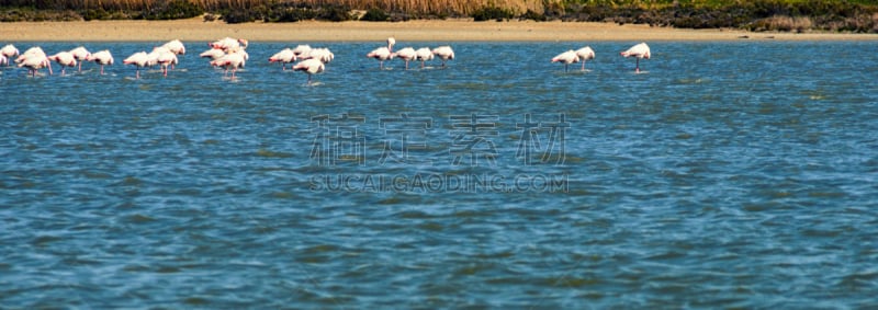 火烈鸟,塞浦路斯,盐湖,拉纳卡,水,天空,美,水平画幅,鸟类,旅行者