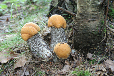 三个人,石兰科常绿灌木,madrona tree,胡椒牛肝菌,植物叶柄,褐色,水平画幅,秋天,夜晚,蘑菇