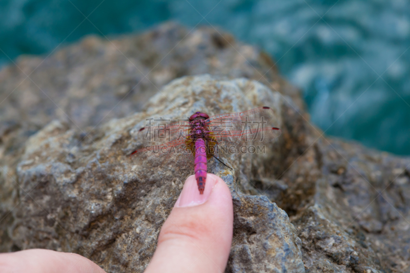 蜻蜓,手指,红色,活力,冈多福堡,美洲蛇鸟,水,留白,水平画幅,野外动物