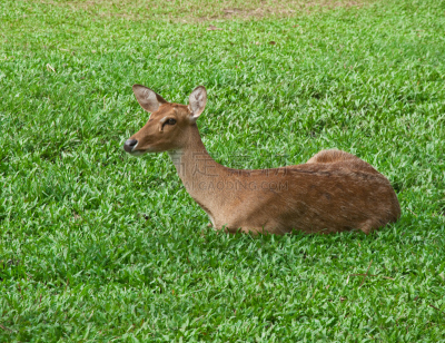 brow-antlered deer,白尾鹿,自然,雄鹿,褐色,草地,野生动物,水平画幅,户外,泰国