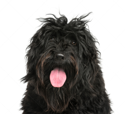葡萄牙水犬,特写,动物主题,纯种犬,背景分离,法国,肖像,狗,脊椎动物,哺乳纲