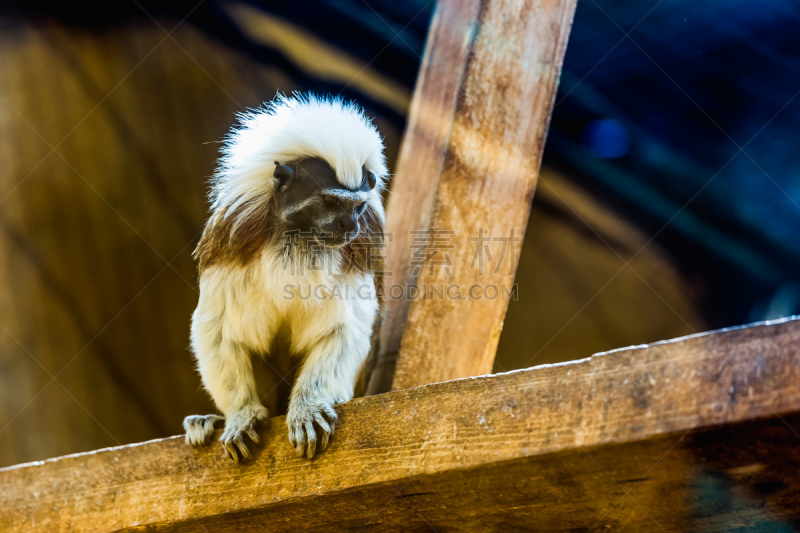 褐色狨,猴子,cotton-top tamarin,棉顶仙人掌,绢毛猴,狨猴,猕猴,自然,野生动物,水平画幅