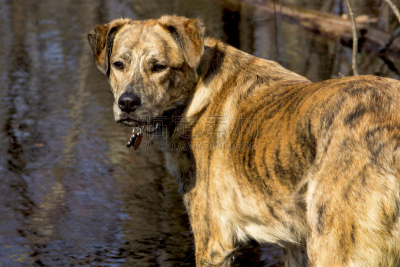 vernal pools,catahoula leopard dog,驯养动物,宠物项圈,杂种狗,水,宁静,水平画幅,无人,户外