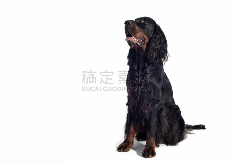 狗,戈登塞特猎犬,白色背景,褐色,水平画幅,草,工作室,猎犬,哺乳纲,白色