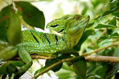 双冠蜥,蜥蜴,枝,蛇蜥,tortuguero national park,托尔图格诺,里蒙省,动物的冠,哥斯达黎加,水平画幅