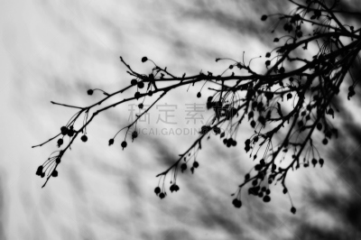 水果,刺针樱桃树木,自然,樱桃,抽象,宾夕法尼亚,热情,浆果,色彩鲜艳,自然美