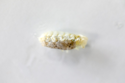 外骨骼,动物,等足目,海洋,甲壳动物,实验室,动物肢和翼,教室,淡水鱼,教育