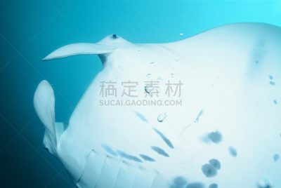 yap,大鹞鱼,水,礁石,水平画幅,无人,太平洋,密克罗尼西亚,海洋,摄影