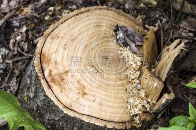 化石,横截面,在底端,it技术支持,维管束,静脉,建筑结构,自然,人,十字形
