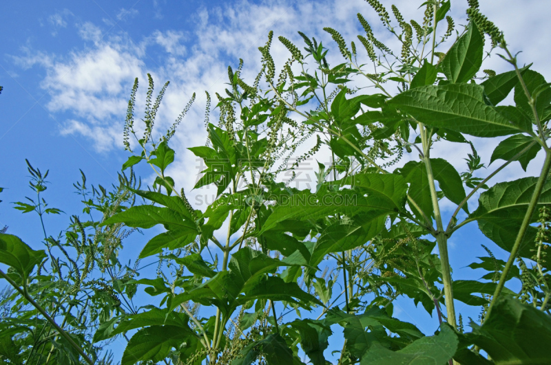 豚草属,自然,天空,干草,水平画幅,绿色,无人,日本,夏天,背景分离