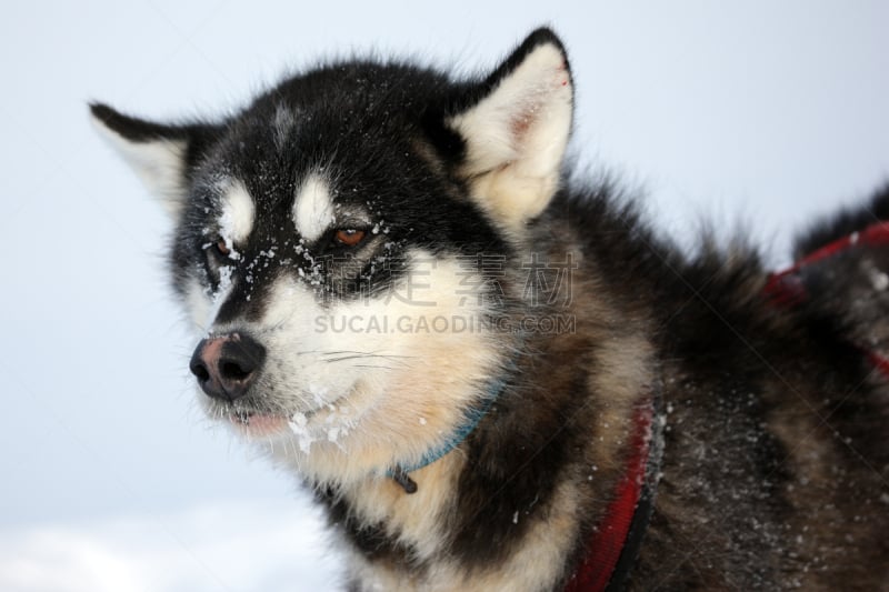 冬天,雪橇犬,格陵兰,南极洲,熊,浮冰,寒冷,水平画幅,雪,无人