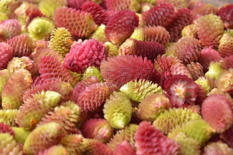 背景,fir cone,幼小动物,支气管炎,糖浆,松果,褐色,新的,水平画幅,枝繁叶茂