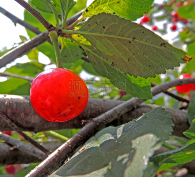 樱桃,水果,水平画幅,无人,早期力士曼樱桃,户外,特写,植物,果园,园林