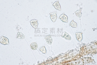 显微镜,钟形虫,原生动物,在下面,风景,水,水平画幅,微生物学,无人,动物学
