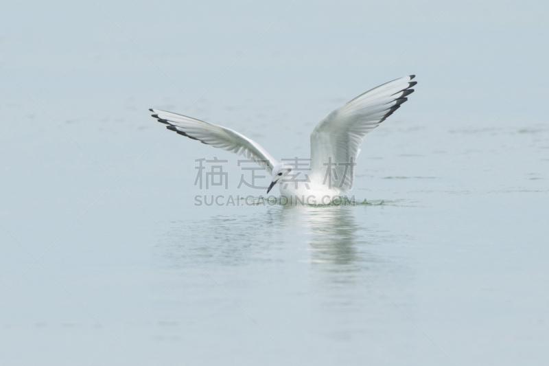 博氏鸥,水平画幅,2015年,鸟类,动物身体部位,翅膀,海鸥,着陆,觅食,摄影