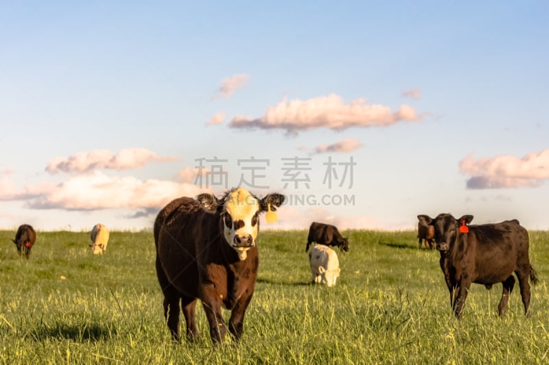 斯托克,裸麦,牛,水平画幅,牧场,小母牛,肉牛,家牛,母牛,草地