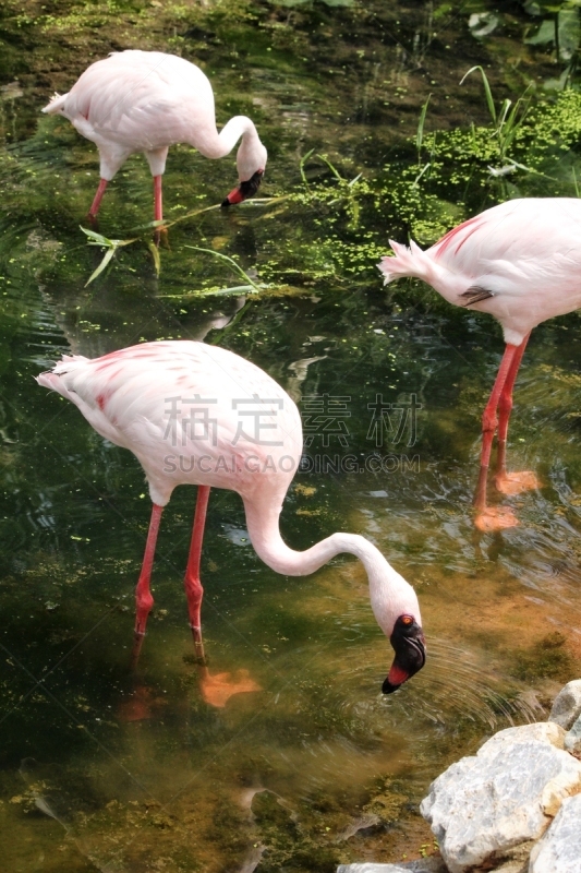 火烈鸟,鹤嘴鸟,琵鹭,自然,垂直画幅,美,无人,鸟类,非洲,夏天