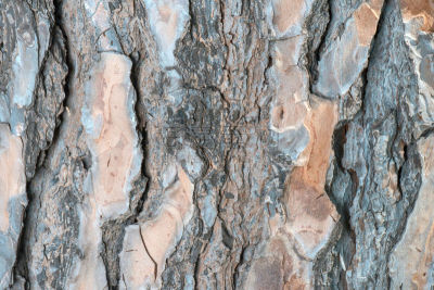 Bark