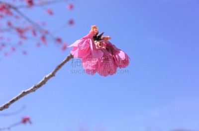 樱桃树,梅花,红色,自然美,春天,边框,公园,柔和色,3到4个月,植物
