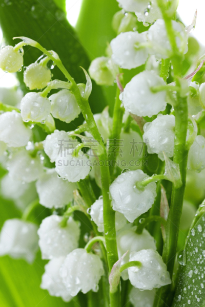 水滴,春天,百合花,分离着色,铃兰,垂直画幅,水,芳香的,无人,符号