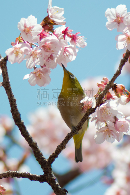 樱之花,垂直画幅,海角白眼鸟,绿色,樱花,生物,无人,鸟类,樱桃树,春天