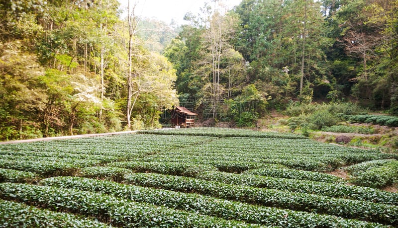 茶树,山,天空,早晨,夏天,福建省,农作物,高处,动机,光