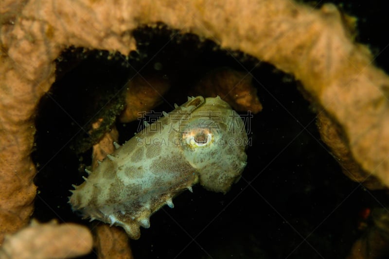 墨鱼,婴儿,西里伯斯海,水雷,伦贝海峡,美娜多,水下摄影机,苏拉威西,从在水肺潜水的角度拍摄,浮潜