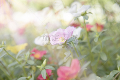 色彩鲜艳,马齿苋,美,水平画幅,郁金香,无人,夏天,特写,泰国,秋海棠