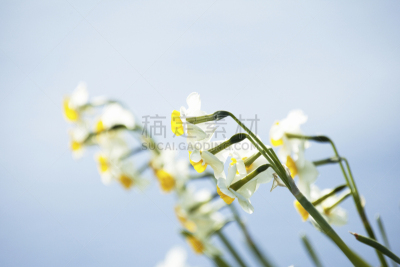 户外,水仙花,正下方视角,花头,天空,草地,水平画幅,地形,无人,淡路岛